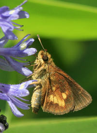 Mulberry Wing
